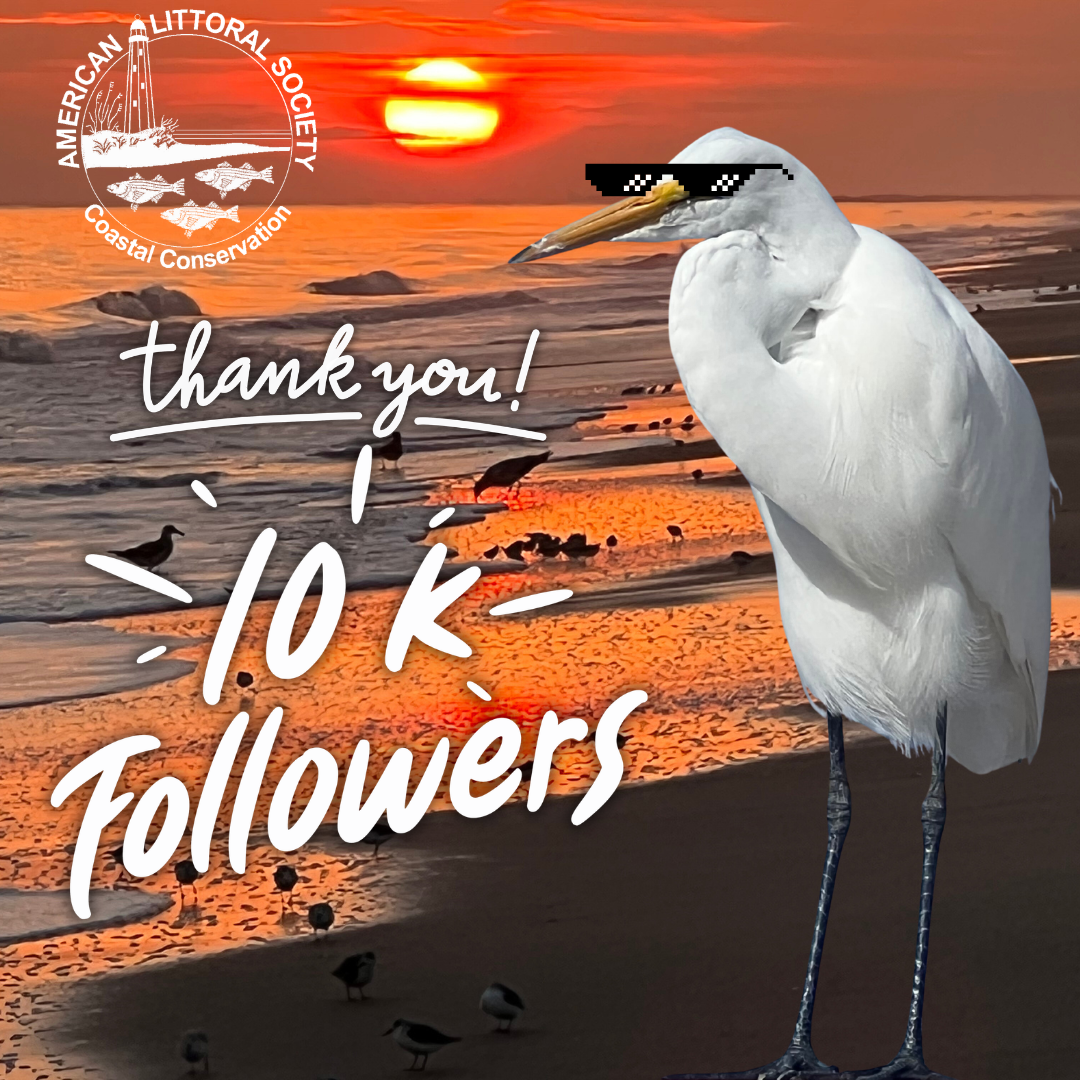 thank you 10k followers!