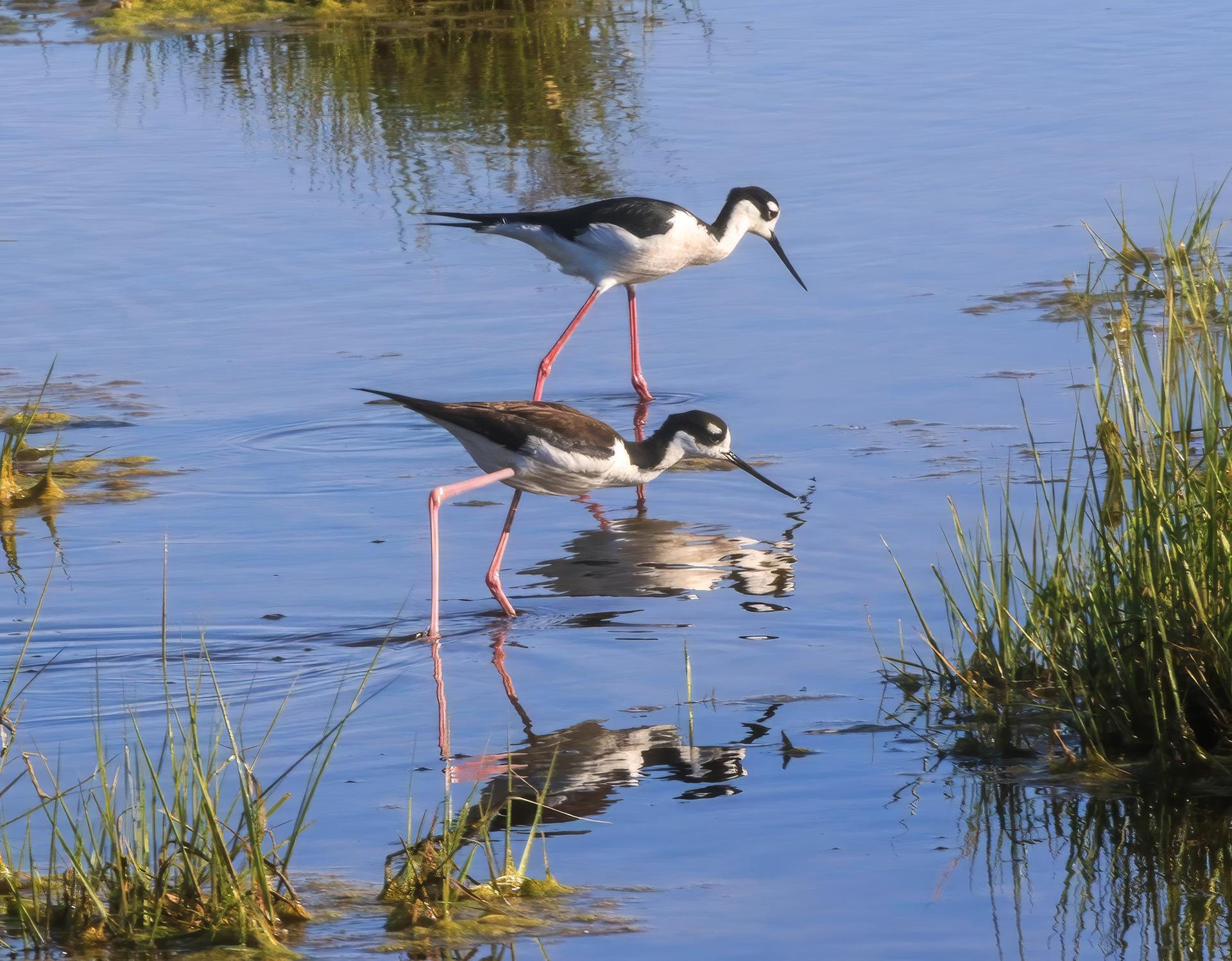 stilts wade through marsh water at Assateague, VA