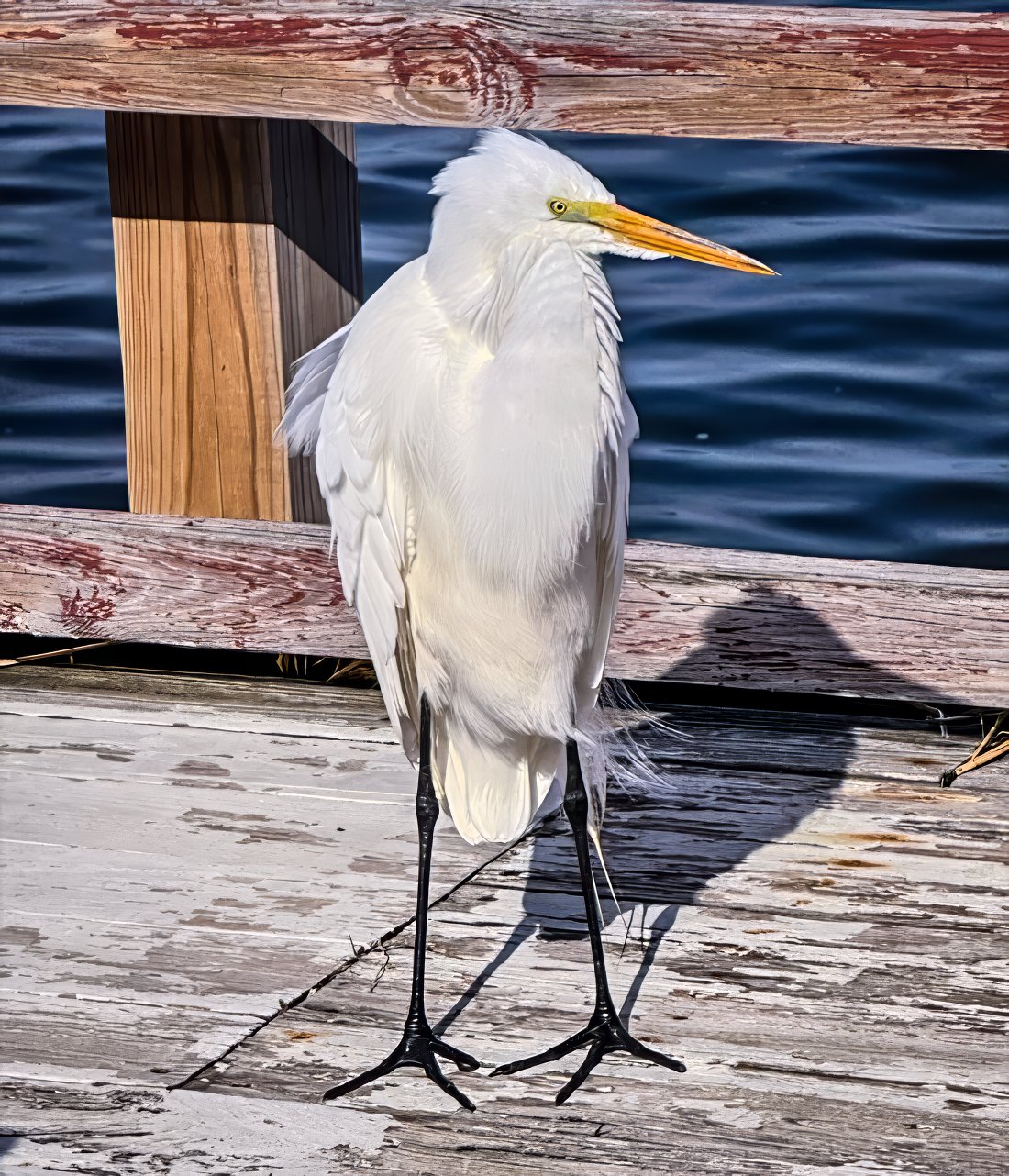 Edgar on the deck in Broad Channel, NY, early spring 2026