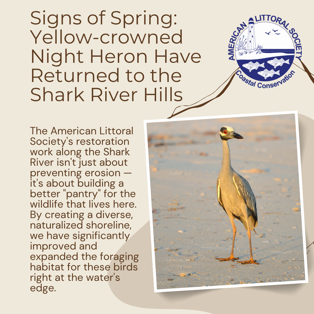 graphic celebrating the return of Night Herons to a site near our South Riverside Drive project in the Shark River Hills section of Nepture