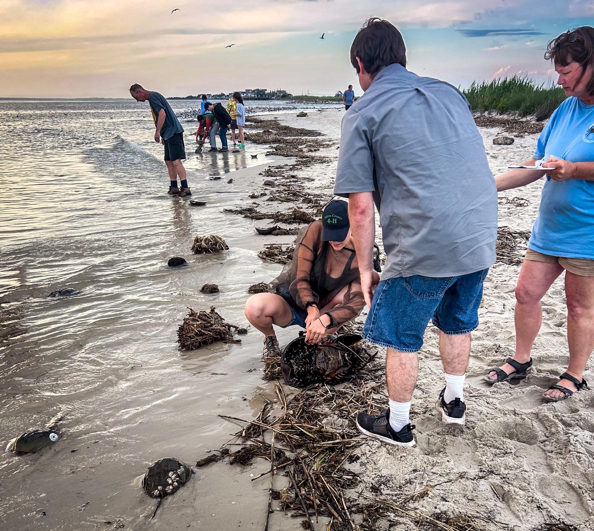 volunteers tag horseshoe crabs during a 2025 tagging event along the Delaware Bay