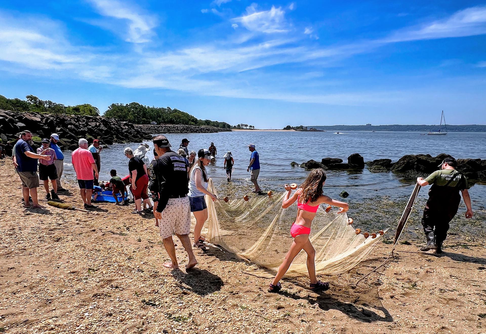 Participants at the American Littoral Society's Members Day go seining in Sandy Hook Bay