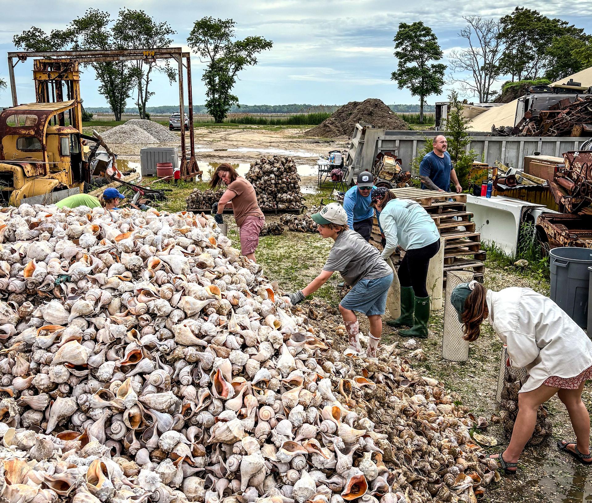 volunteers help bag shell for our shell-a-bration in October at Thomposns beach