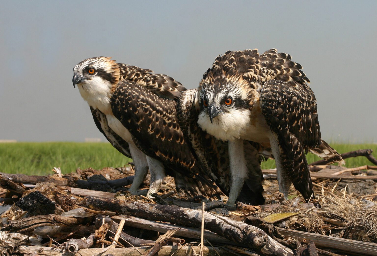 two osprey in a nest