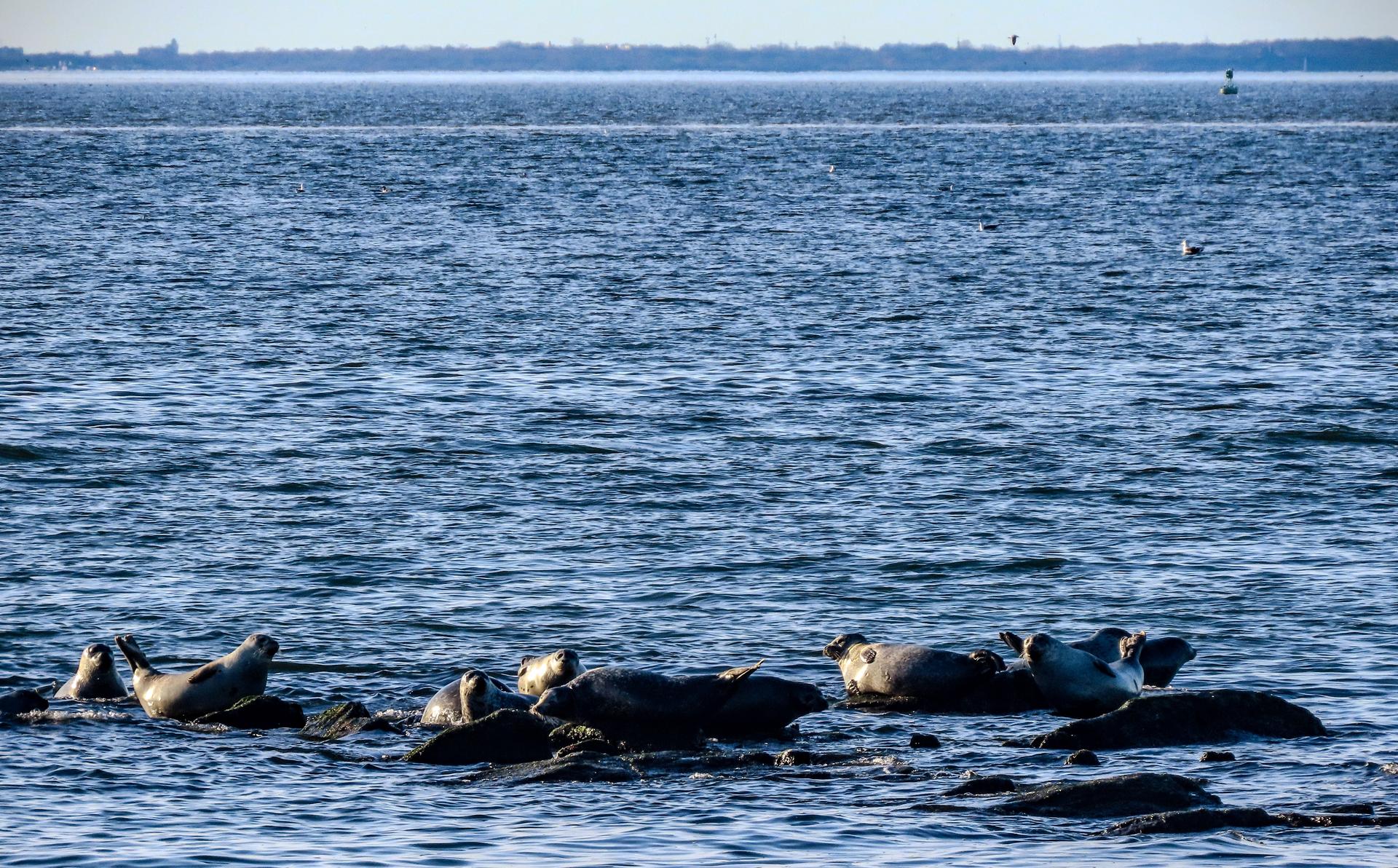 seals off Sandy Hook near Officer's Row