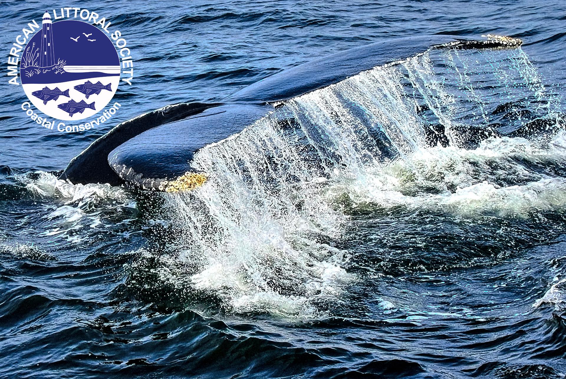 a whale fin coming out of the water with littoral society logo
