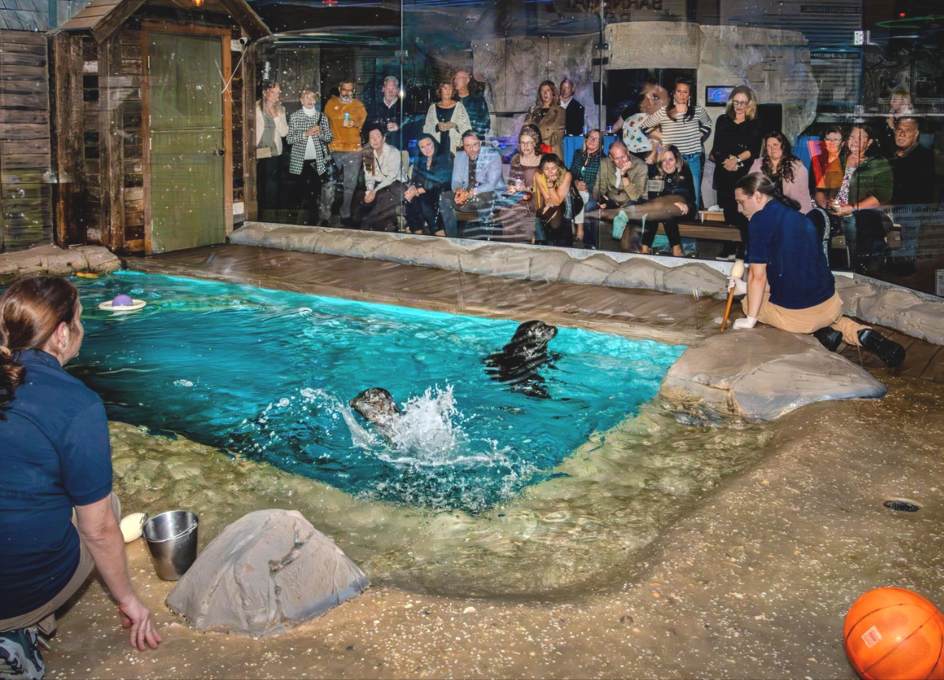 Evening at the Aquarium Attendees Watch Seal demonstration