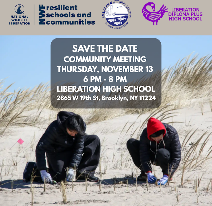 high school students planting dune grass at Coney Island Creek Park