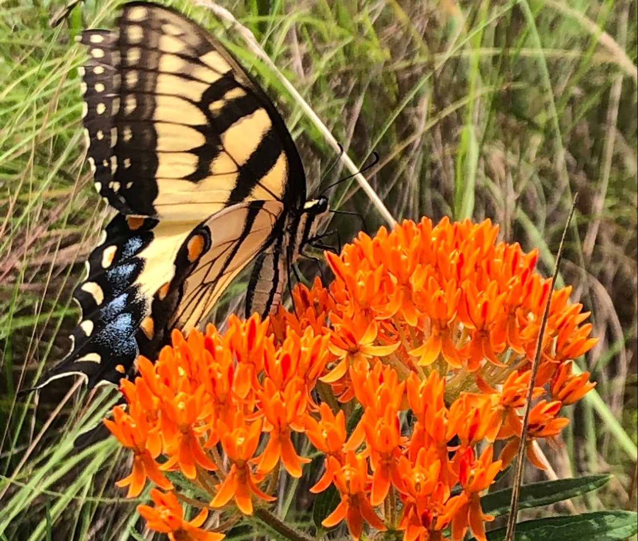 a butterfly on a beach flower