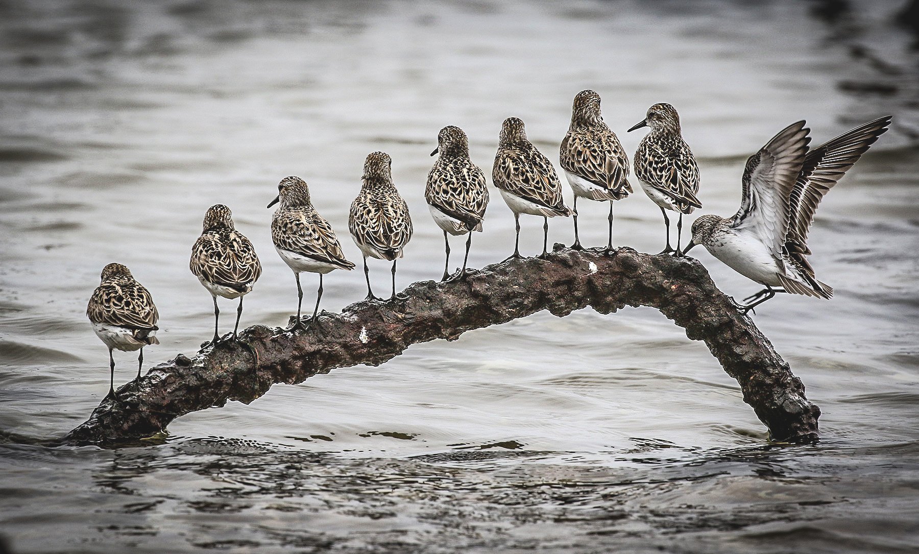 shorebirds at the 20th Annual Jamaica Bay Shorebird Festival