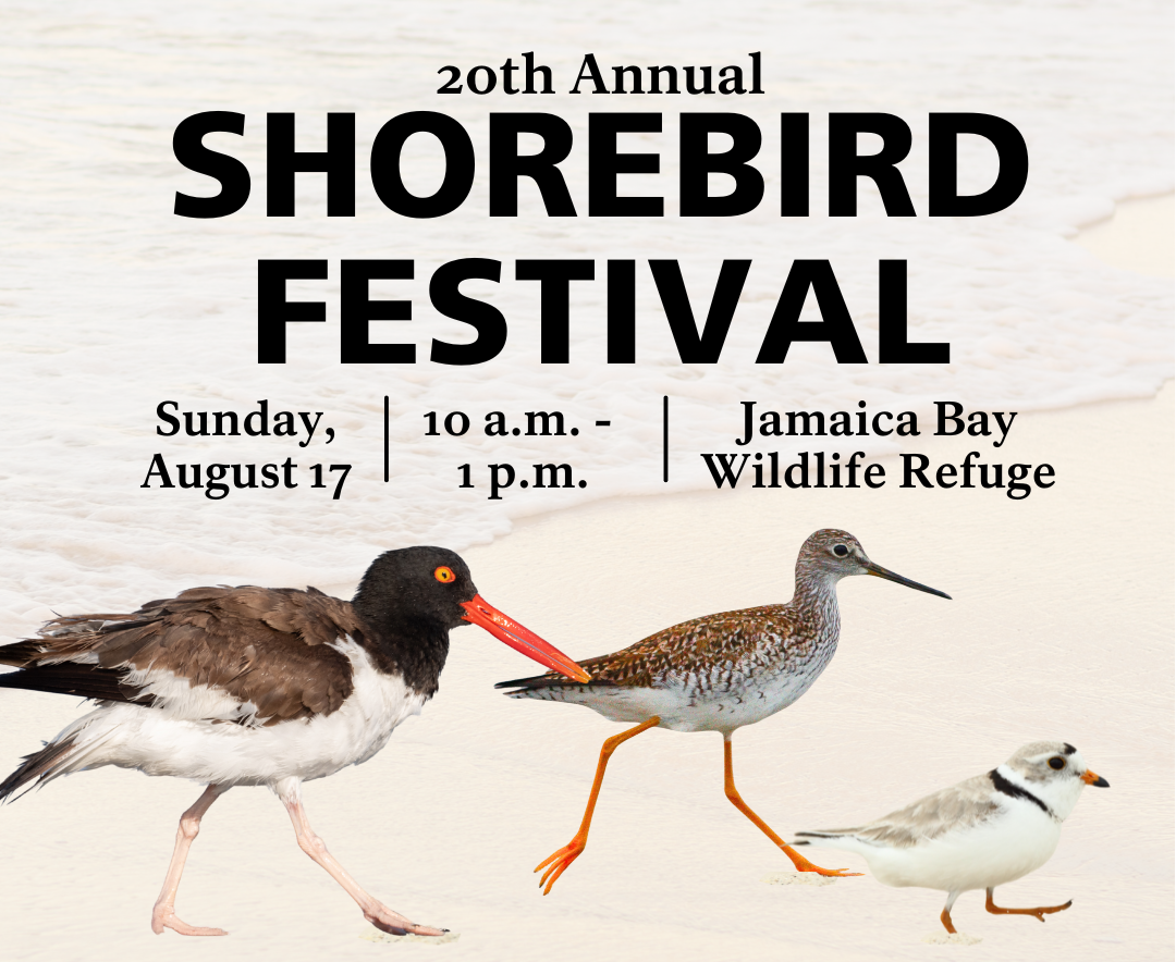 graphic on the 20th Annual Jamaica Bay Shorebird Festival