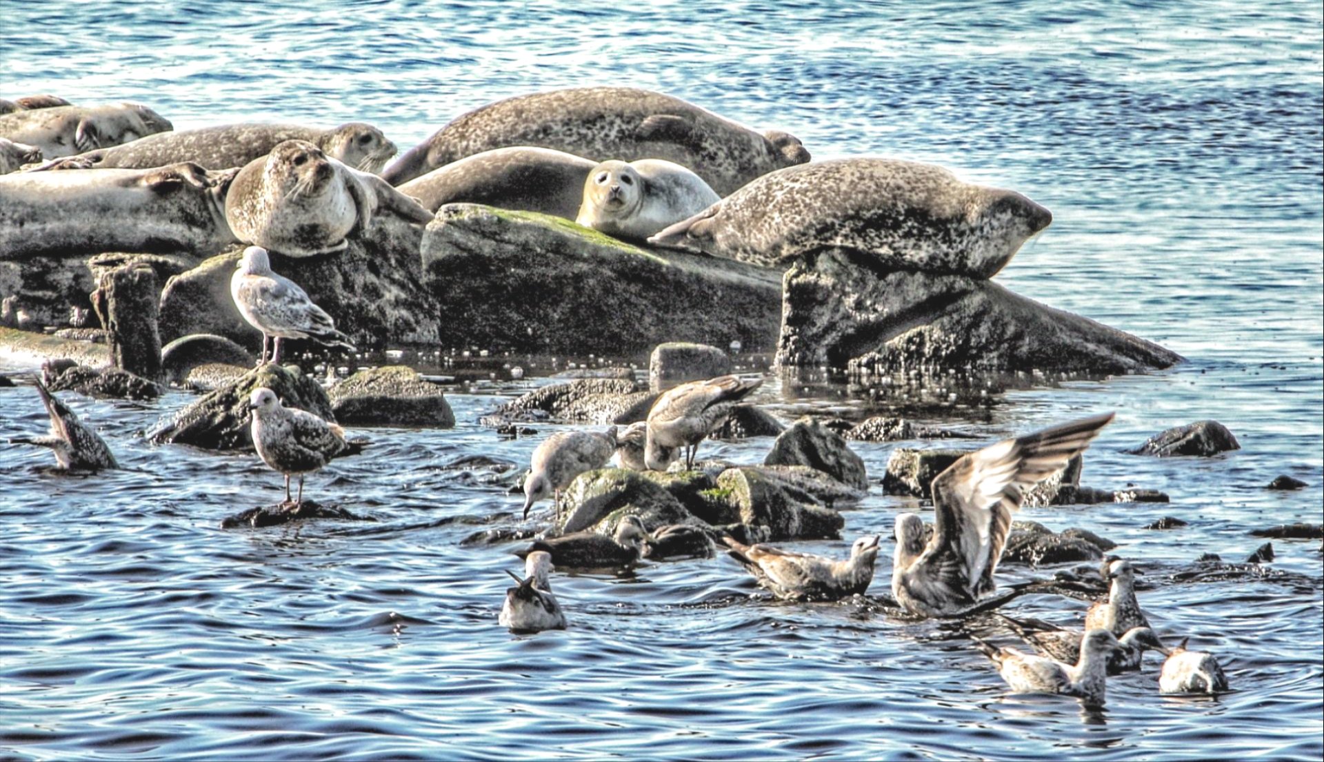 seals and seagulls on rocks