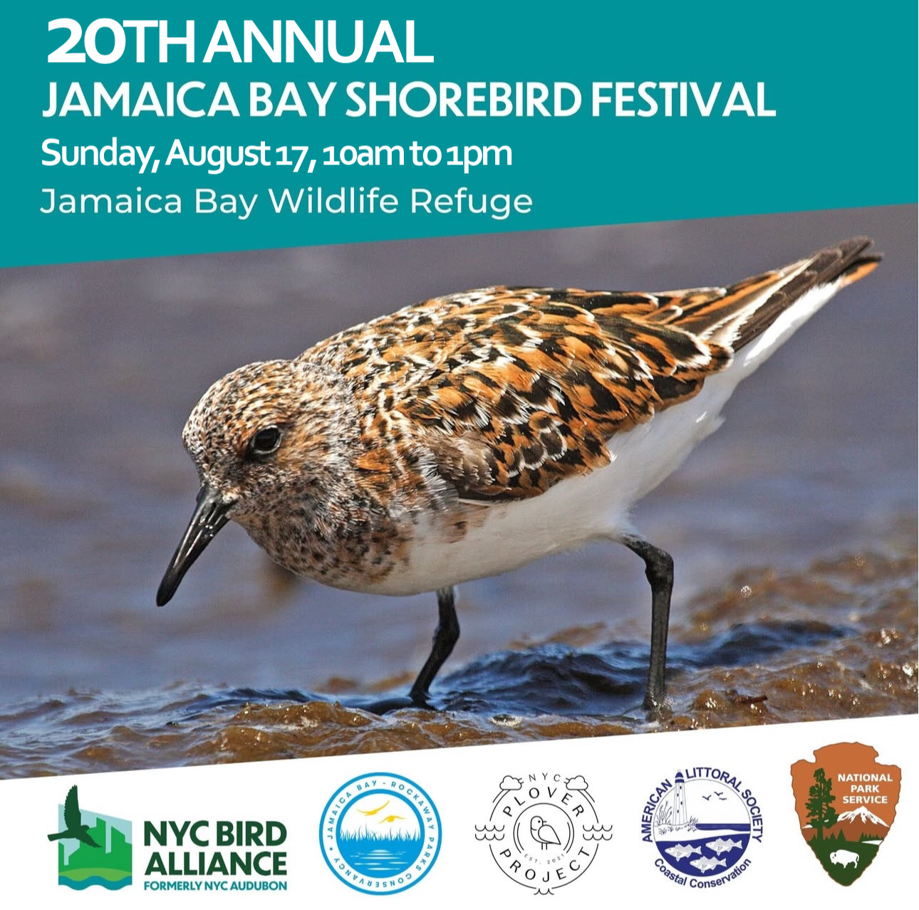 graphic on the 20th Annual Jamaica Bay Shorebird Festival