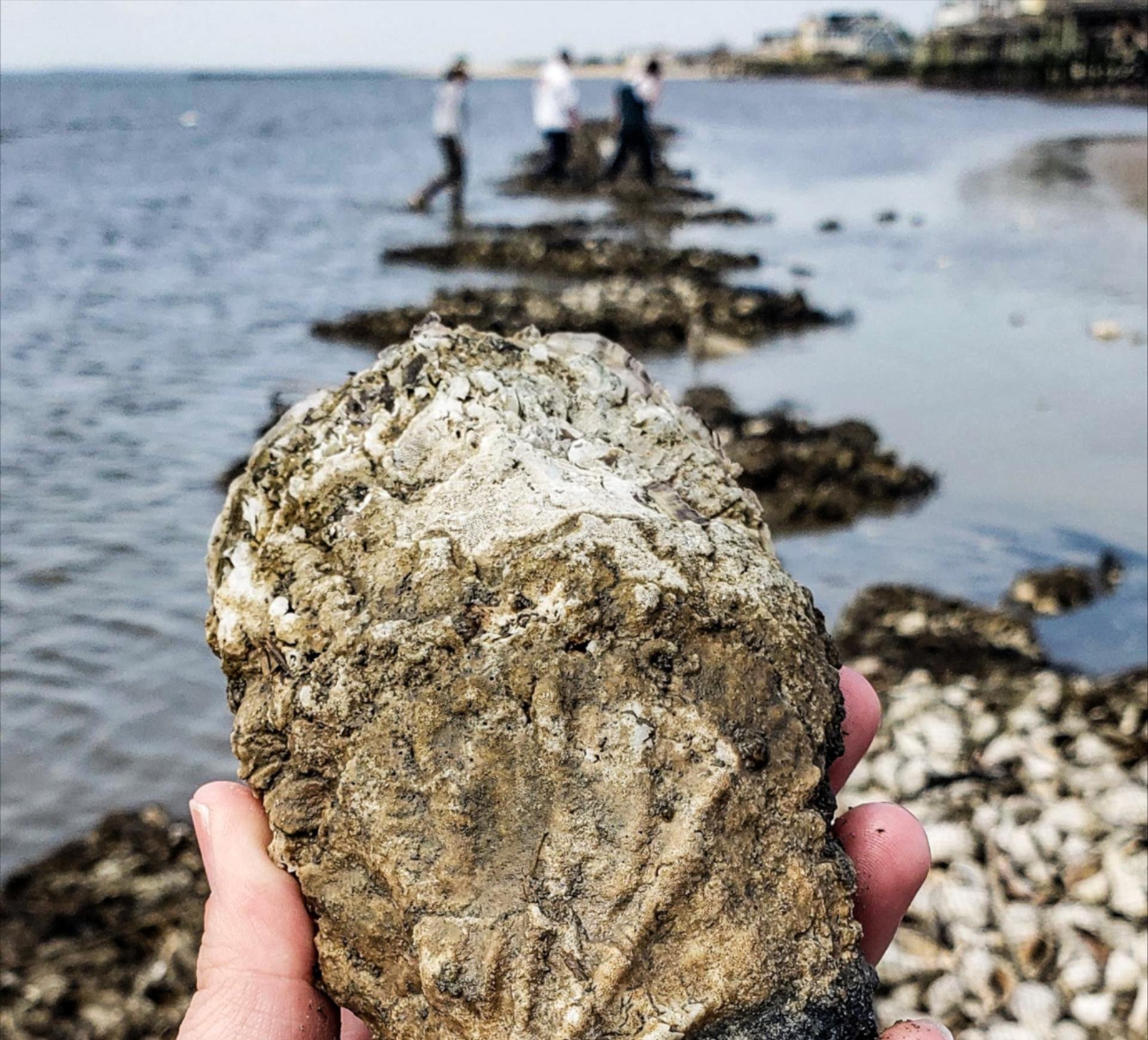 a live oyster at a NJ reef site