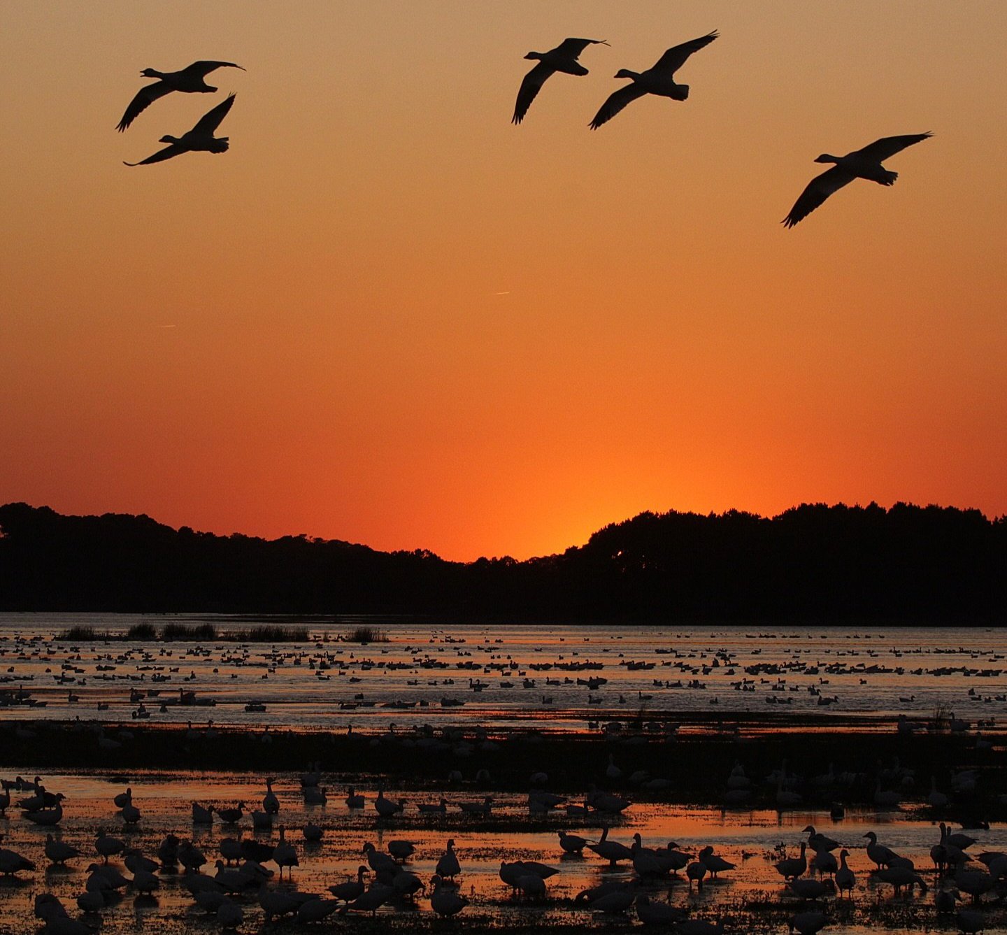 snow geese flying over pond on Assateague Island