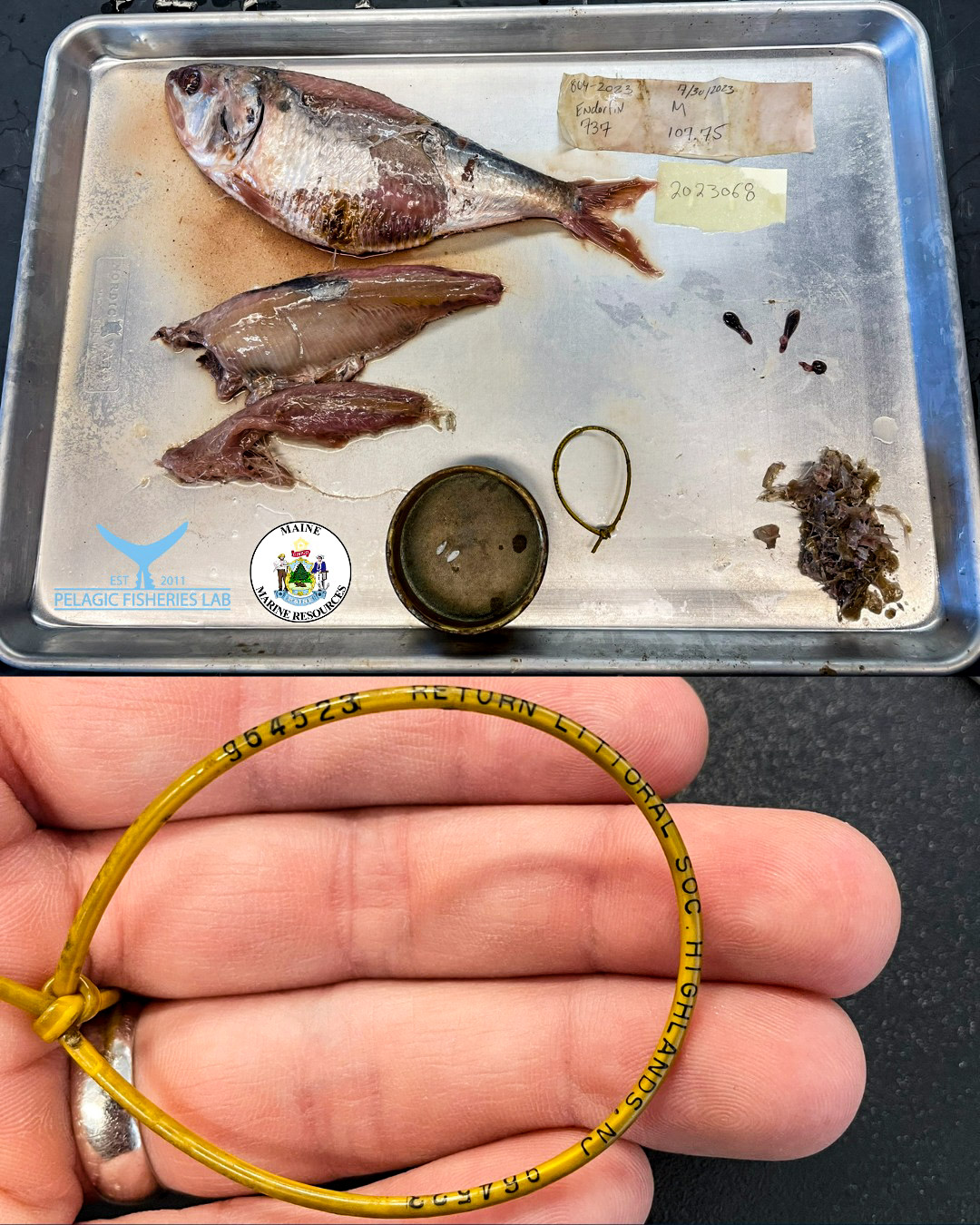 fish tag found in the stomach of a tuna caught in Maine