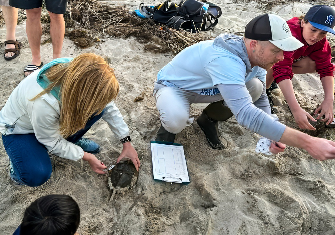 Trevor Metz leads horseshoe crab tagging on Slaughter Beach in Delaware