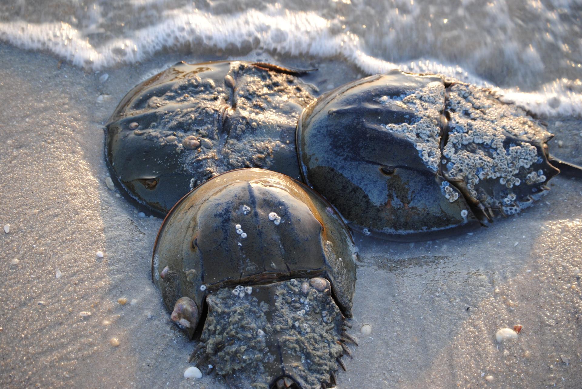 horseshoe crabs on a delaware bay beach