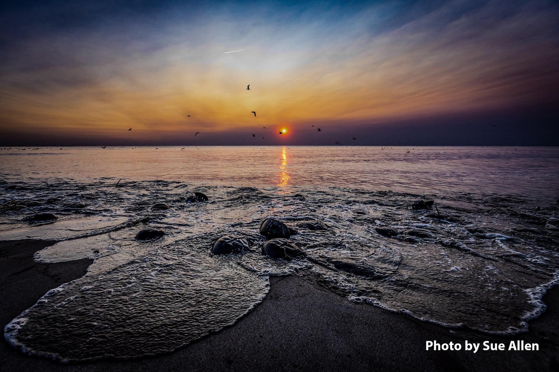 beach restoration along New Jersey's Delaware Bayshore