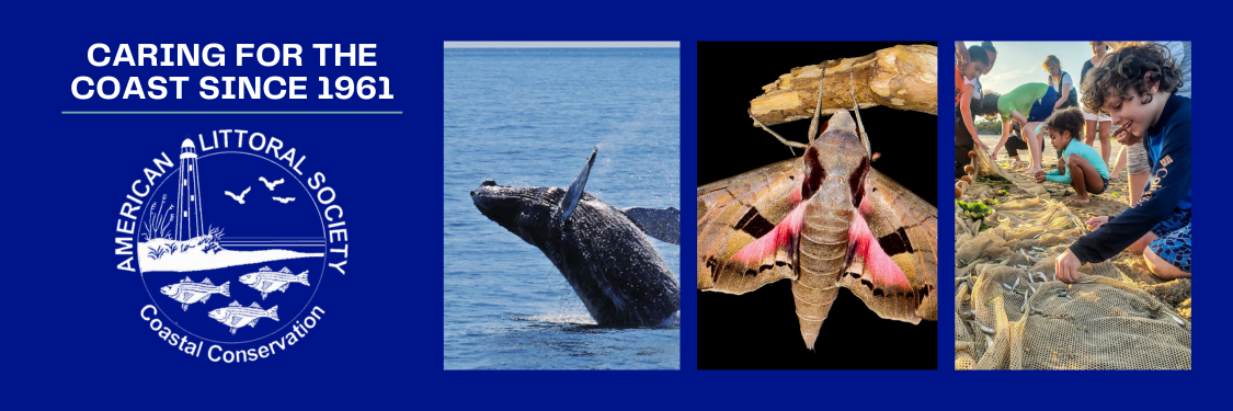 newsletter header
