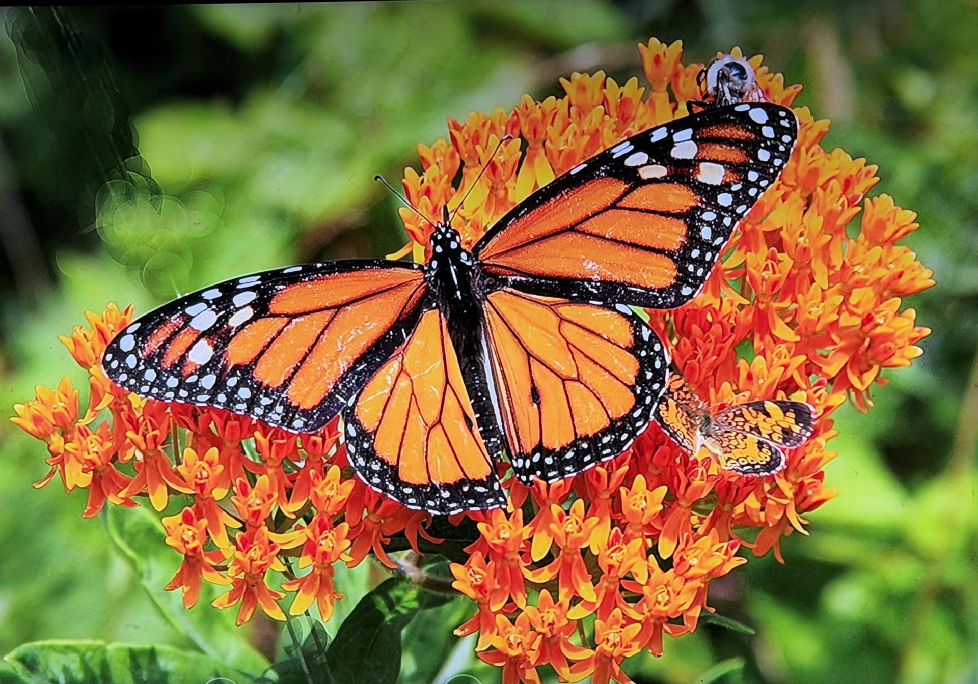 monarch butterfly