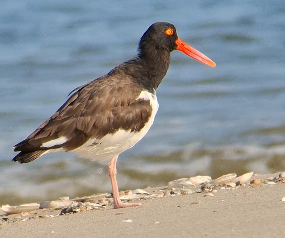 american oyster catcher