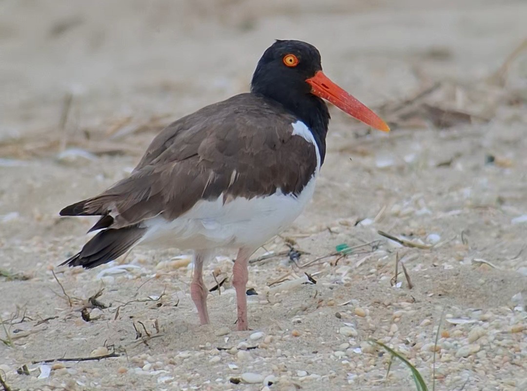 oyster catcher