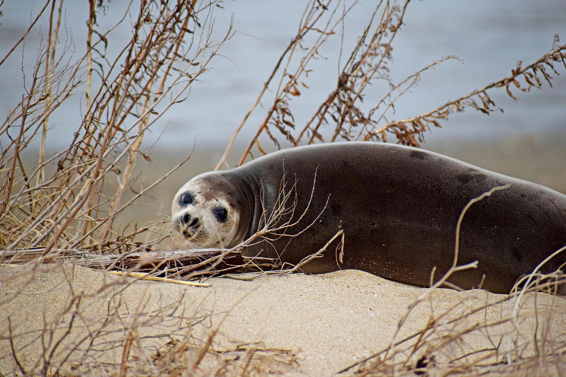seal pup on sand at Sandy Hook, NJ