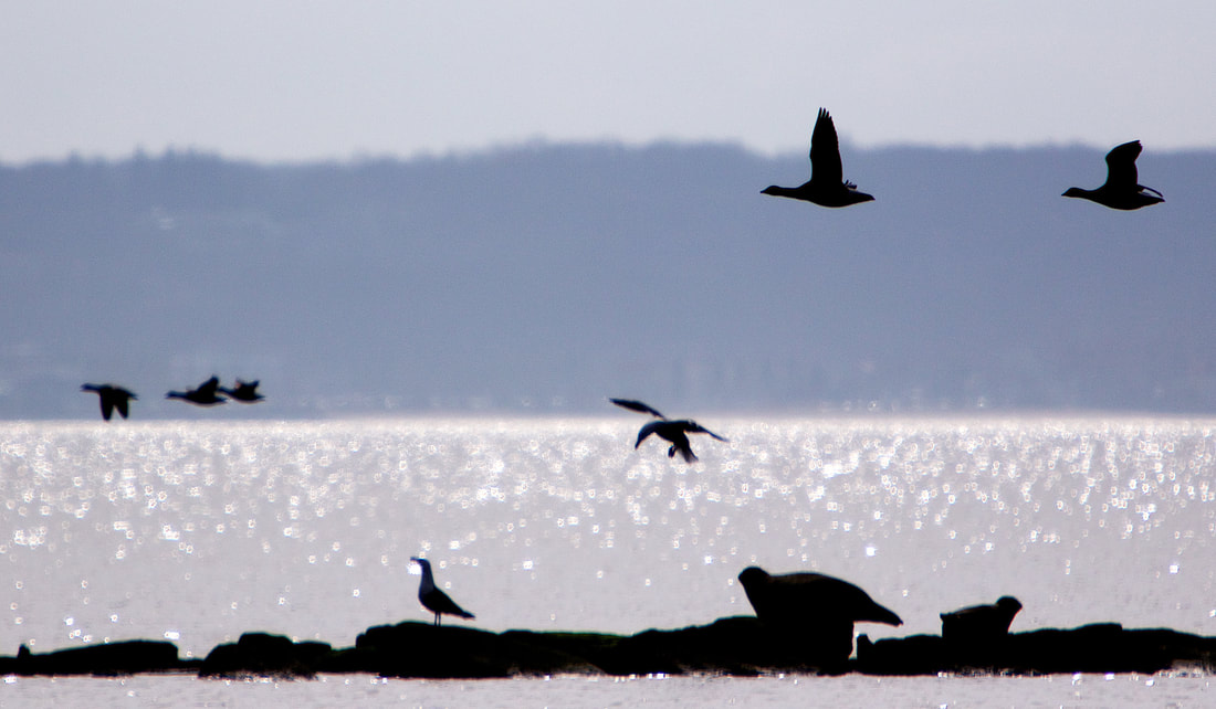 wildlife - including seal - as seen from Sandy Hook, NJ