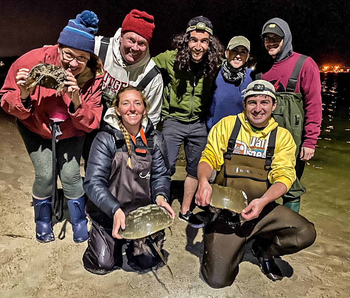horseshoe crab tagging group holding crabs at a beach in Neptune, NJ