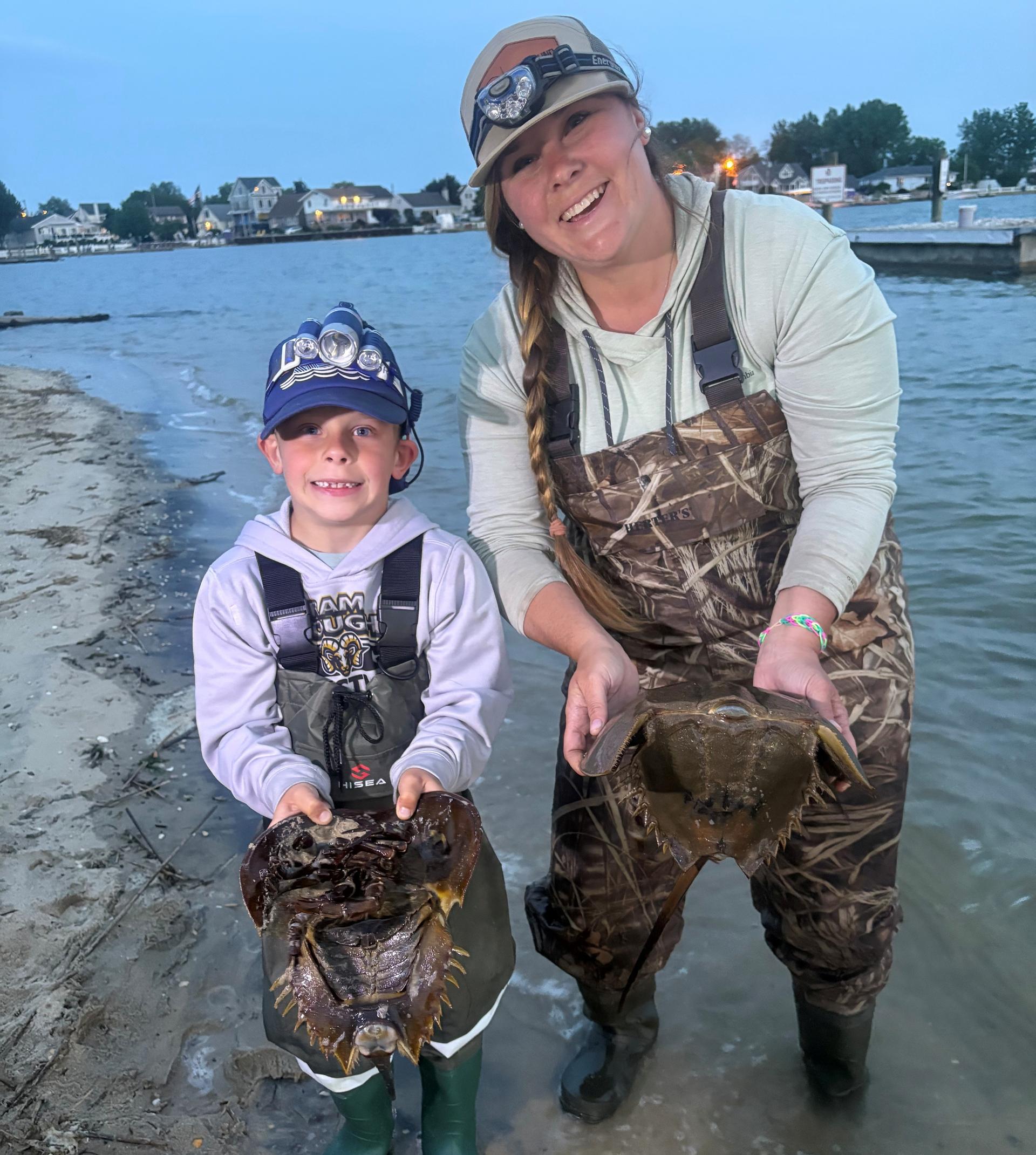 volunteers tagging horseshoe crabs at Shark River