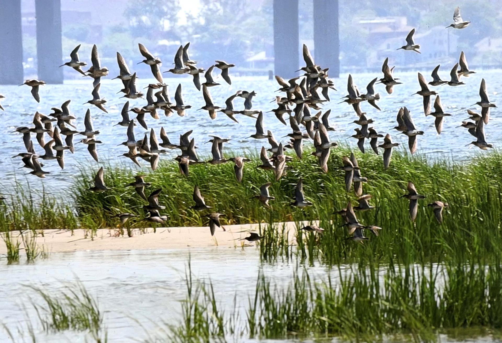 short-billed dowitchers