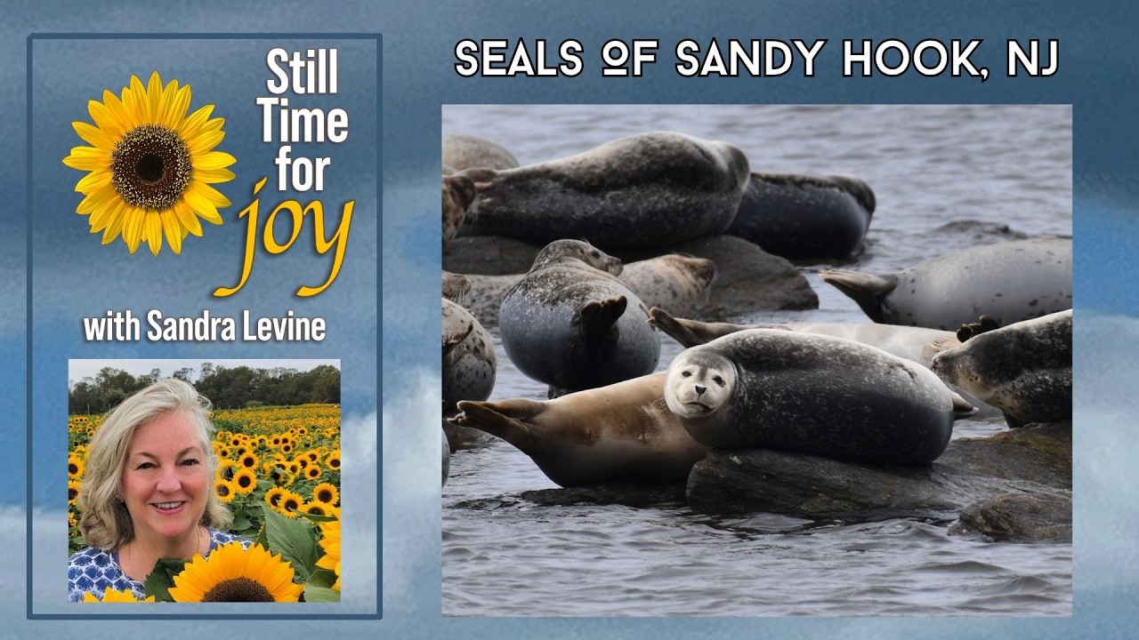 Title plate for Still Time for Joy episode about Sandy Hook seals