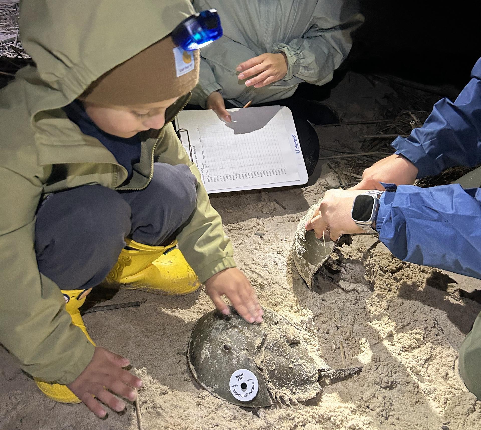 a volunteer tagger pets a horseshoe crab