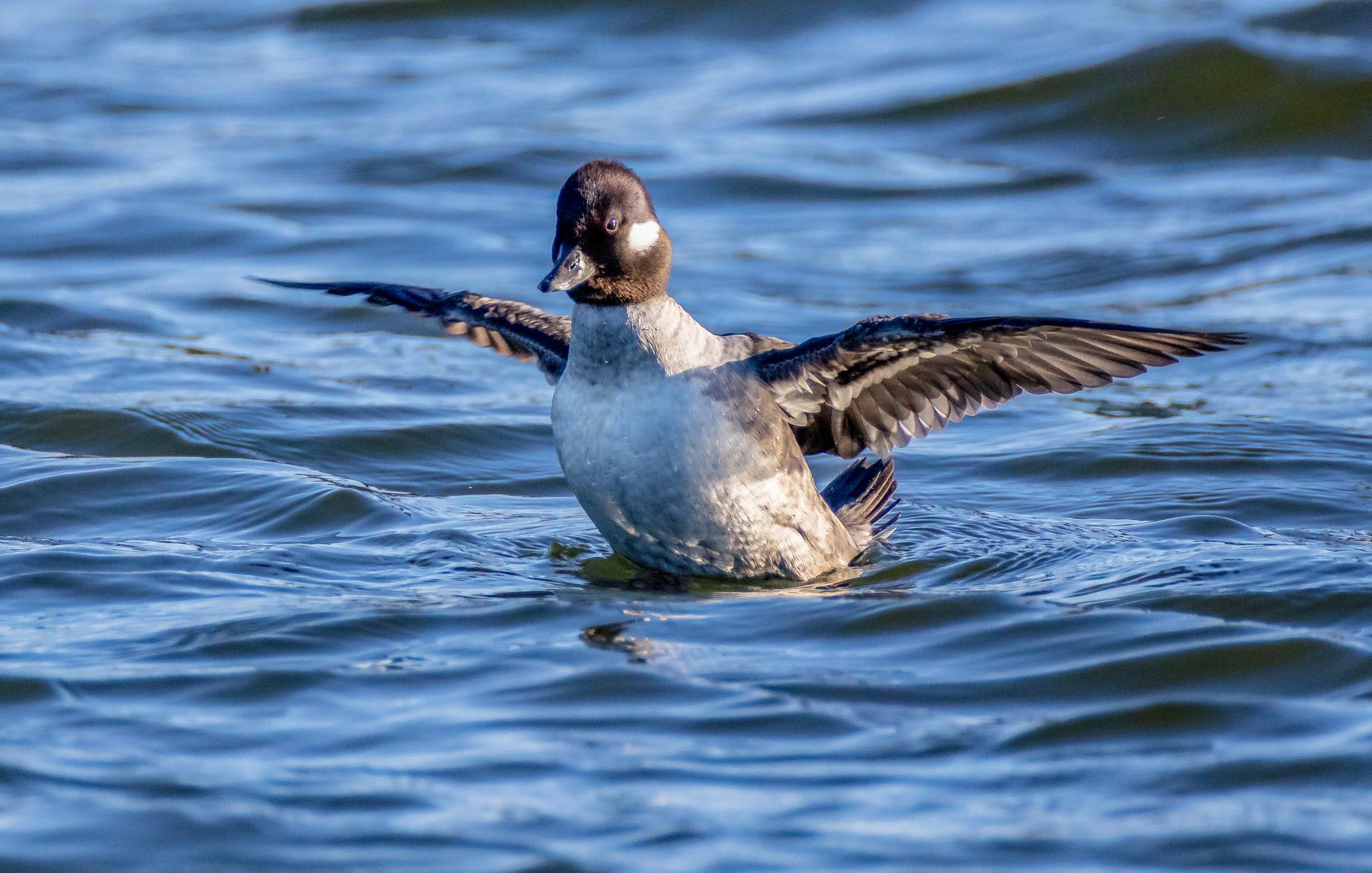 winter waterfowl on the water