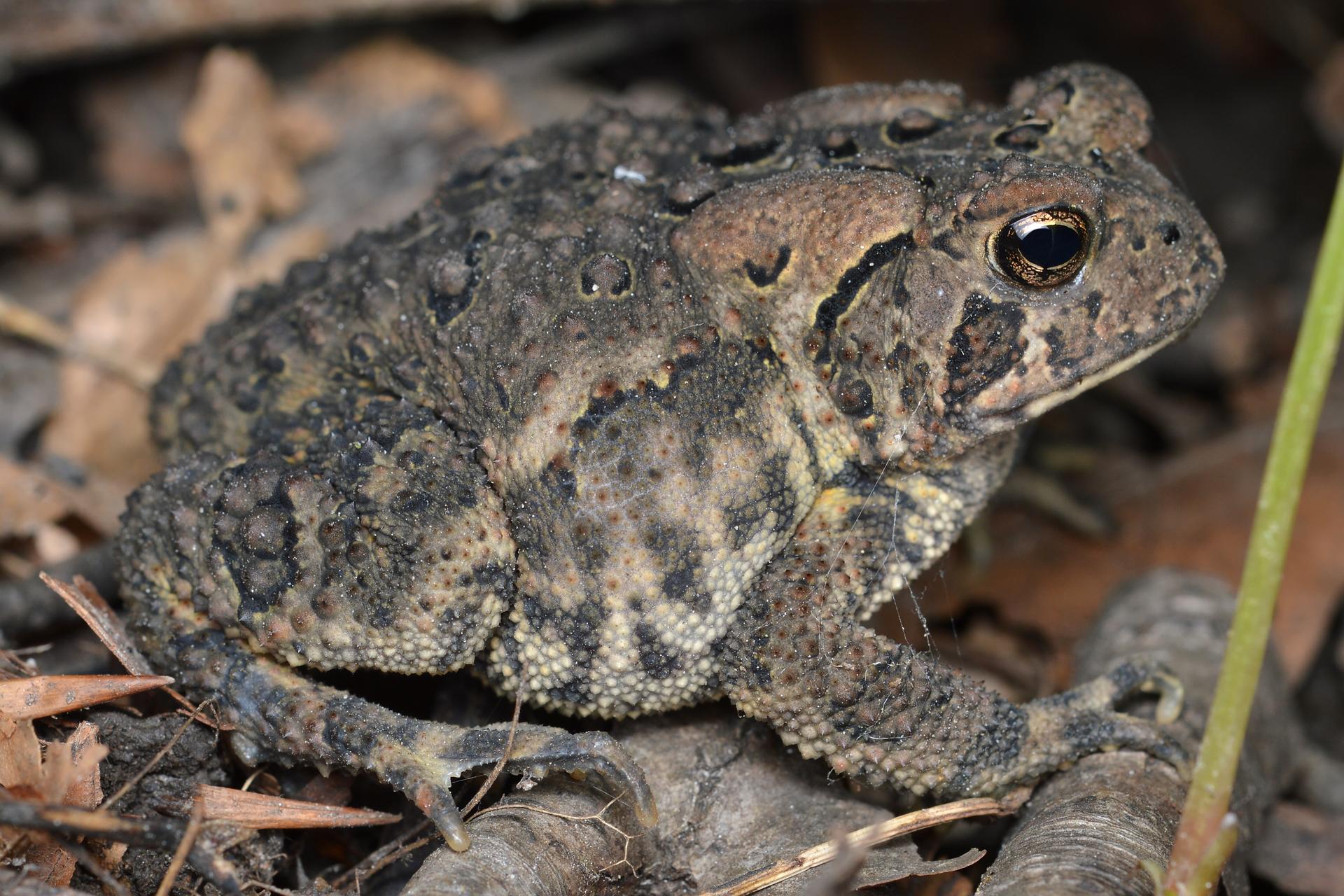 Above: American toad. Photo by Ryan Hodnett, CC BY-SA 4.0 , via ...