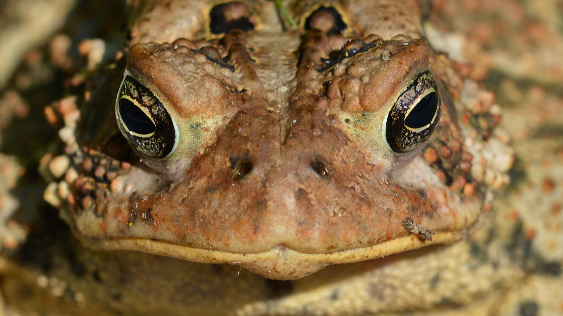 Above photo: American toad by Ryan Hodnett, CC BY-SA 4.0 , via ...