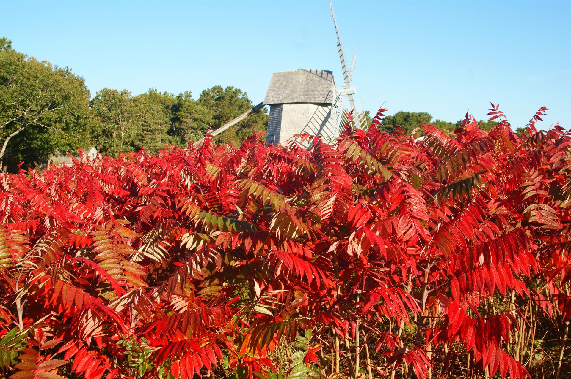 The Brilliant Fall Color of SUMAC