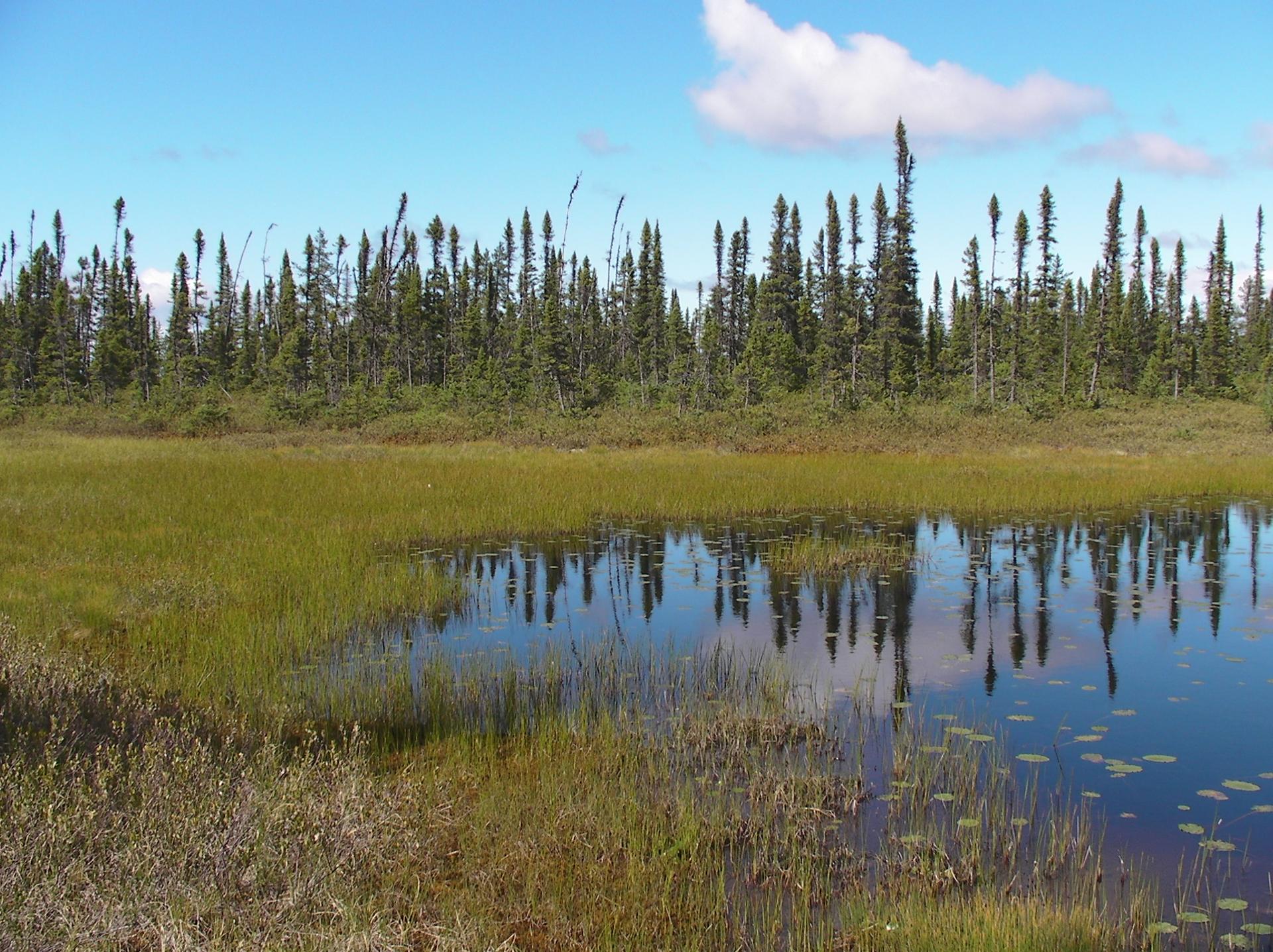 Above: Peat Bog, Canada. Photo credit peupleloup, CC BY-SA 2.0 via ...