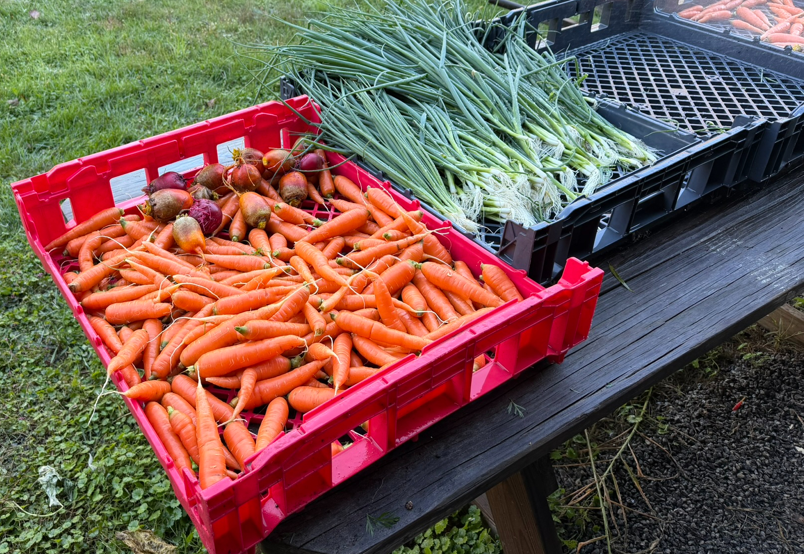 From the farm at Caja Solidaria