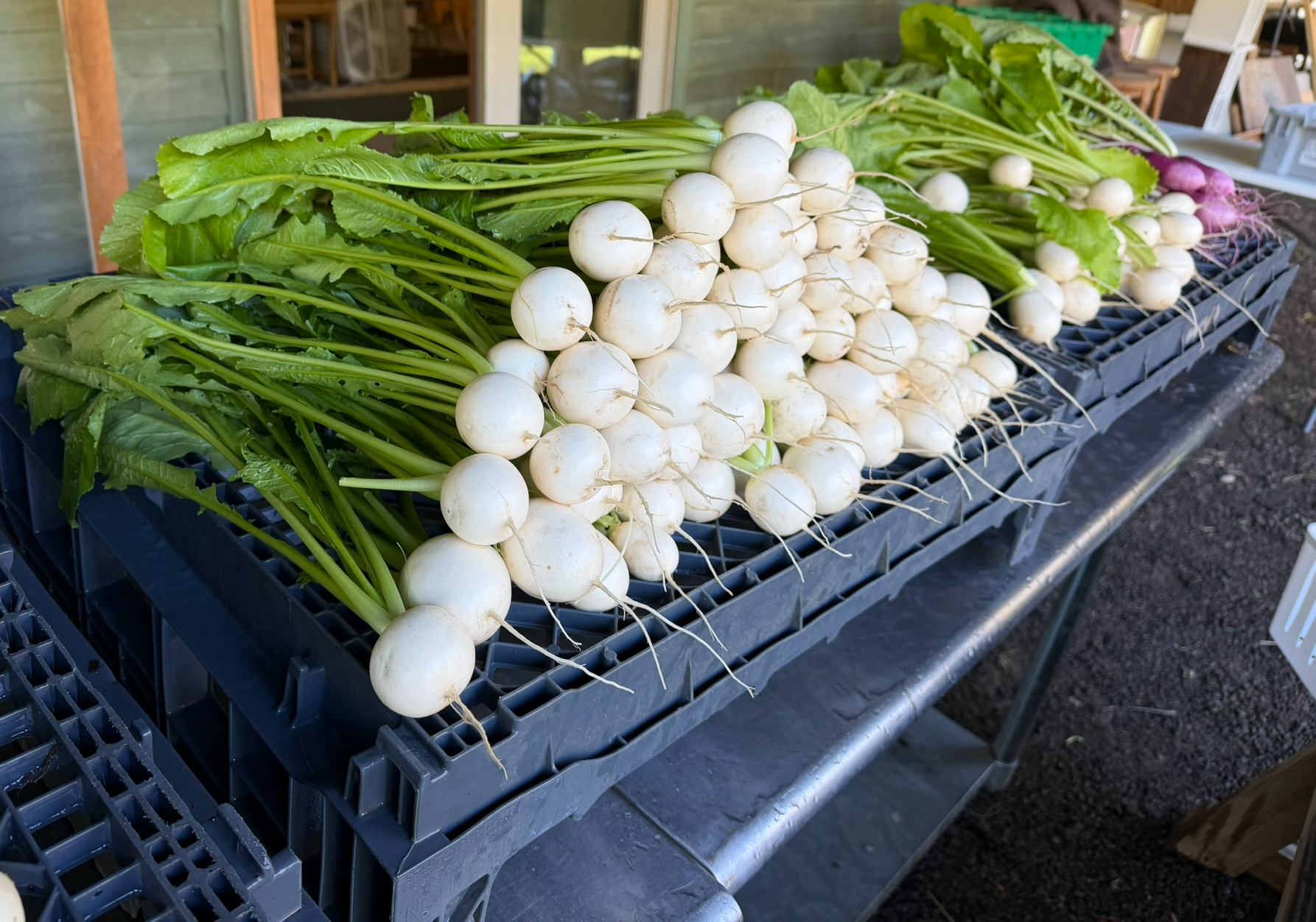A glimpse of Caja Solidaria’s farm