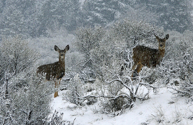 mule deer in snow