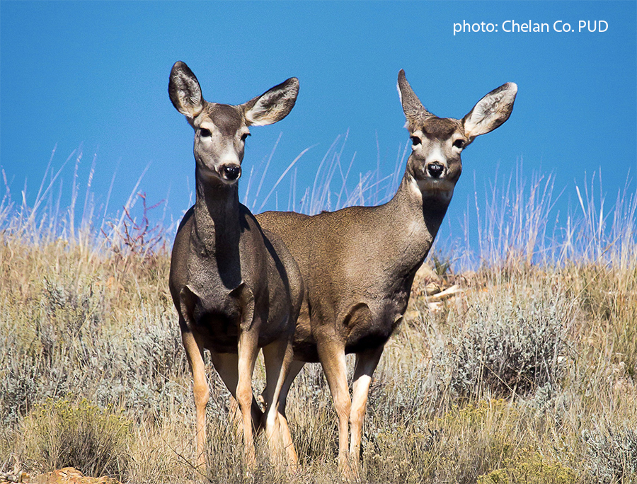 mule deer in the Wenatchee Foothills
