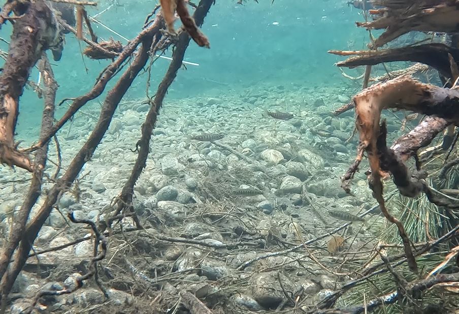 juvenile chinook salmon in Nason Creek