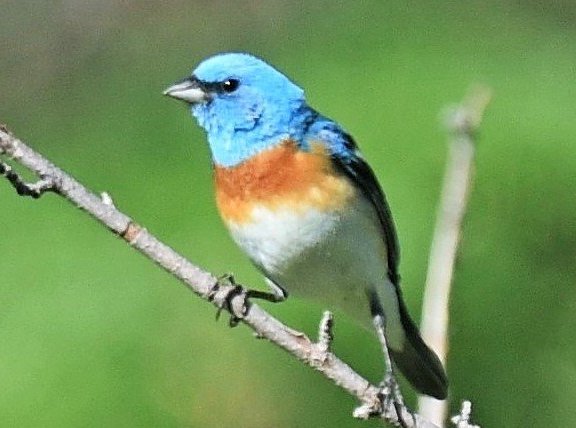 Migratory birds