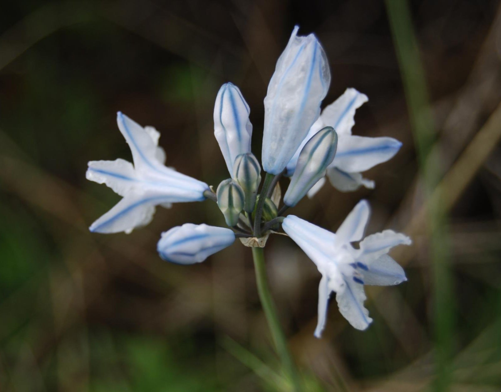 Douglas' brodiaea