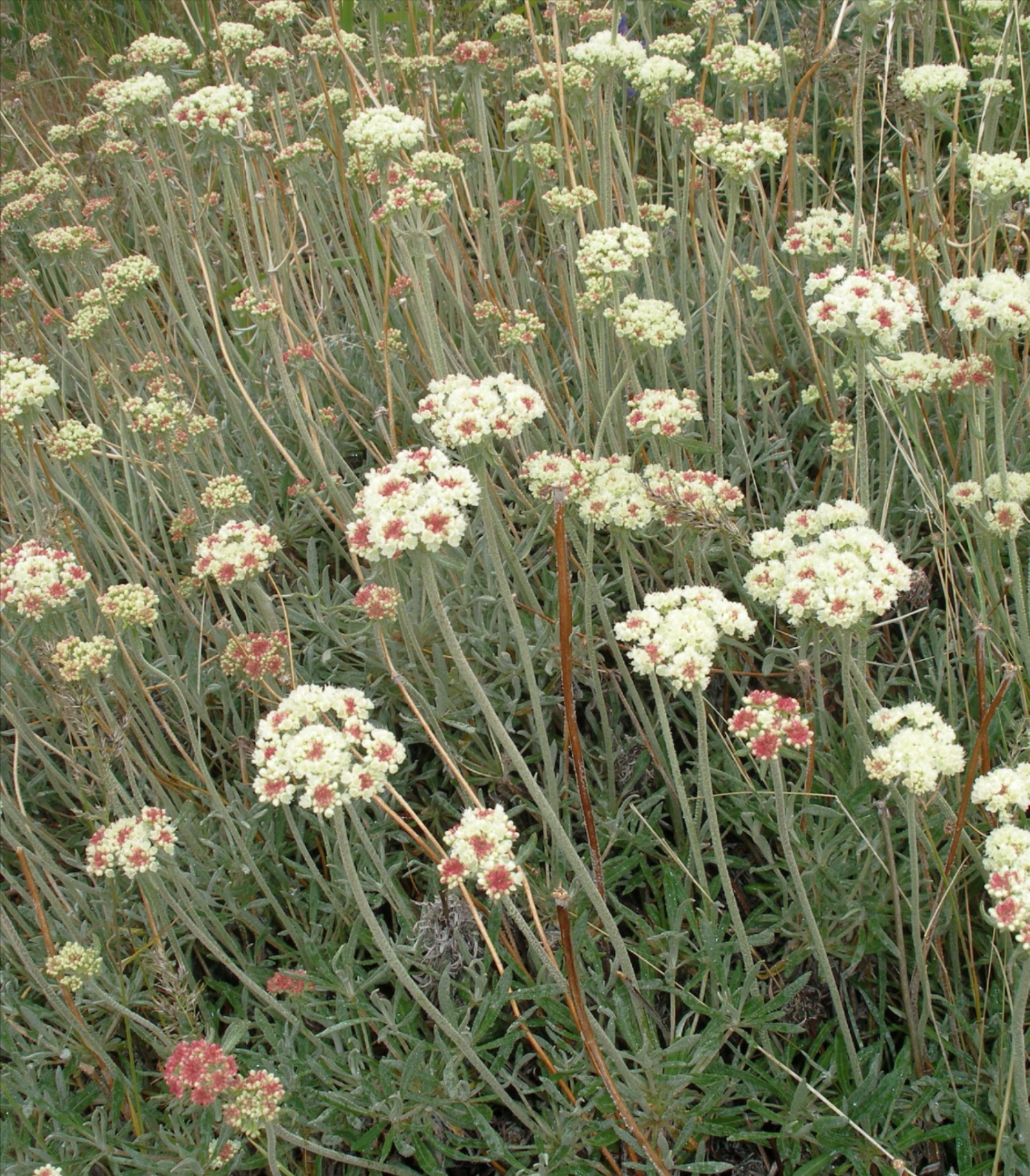 Parsnip buckwheat