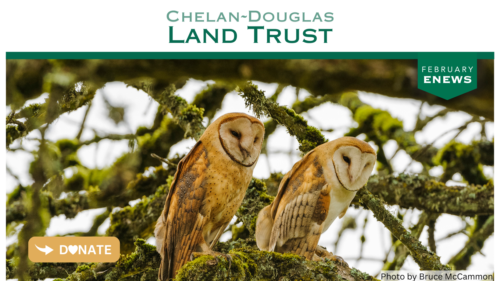 two owls and donate here
