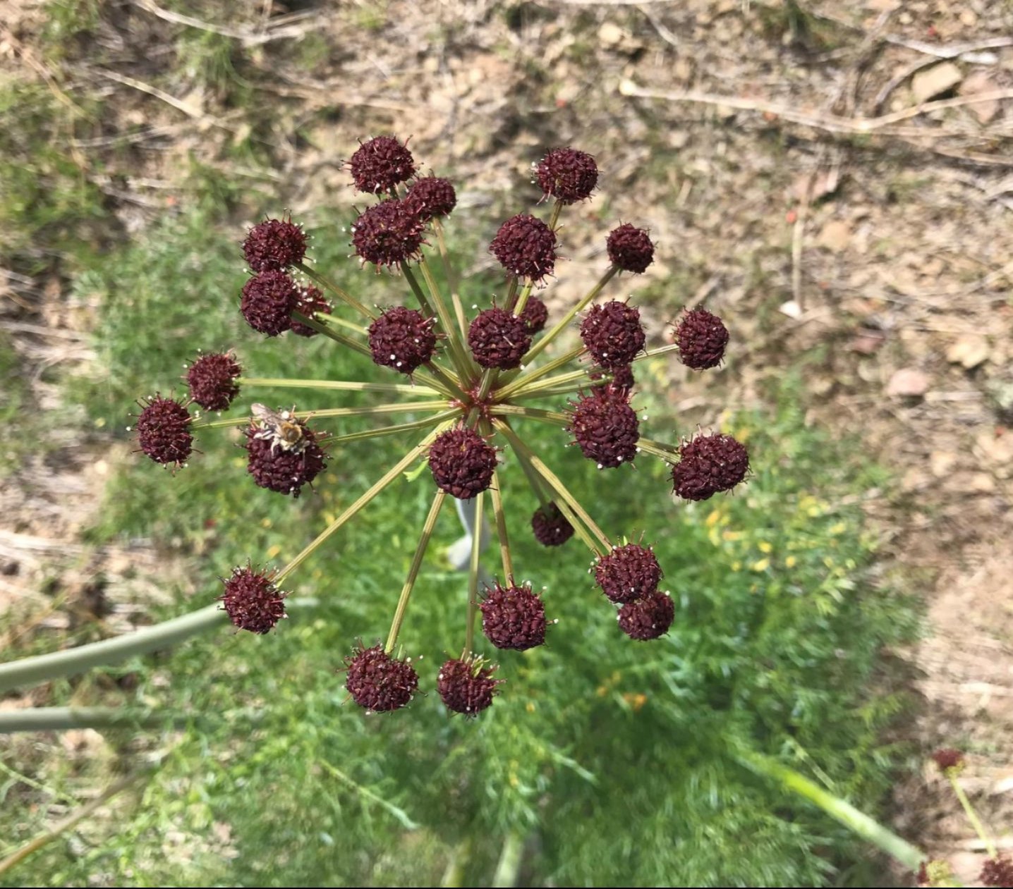 desert parsley