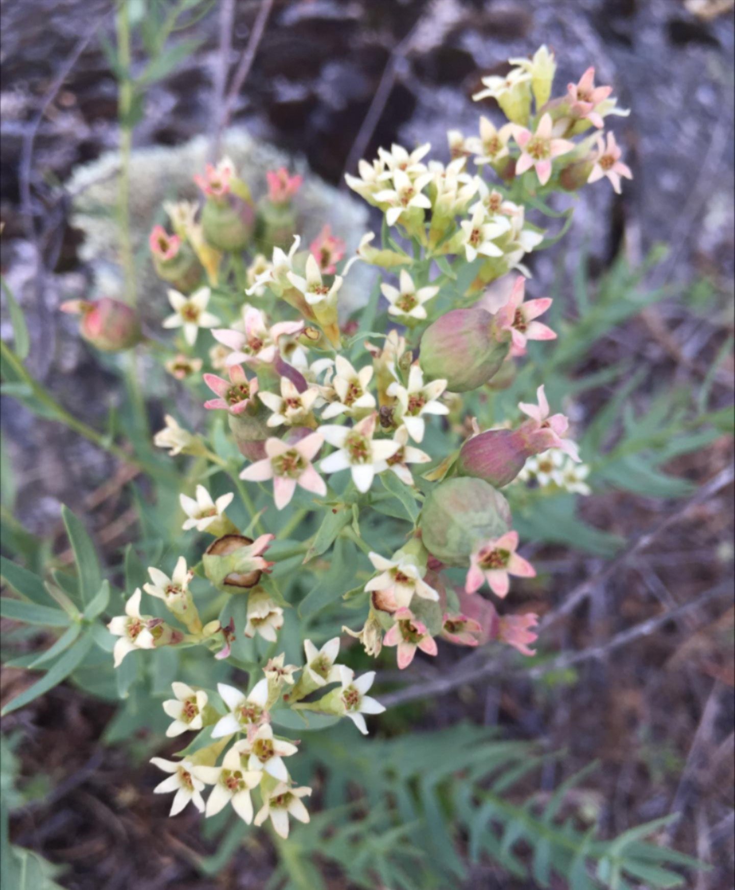 Bastard toadflax
